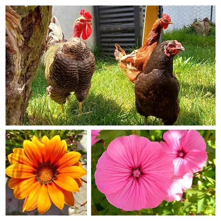 Appartamento The Sweet Lemon 3 *